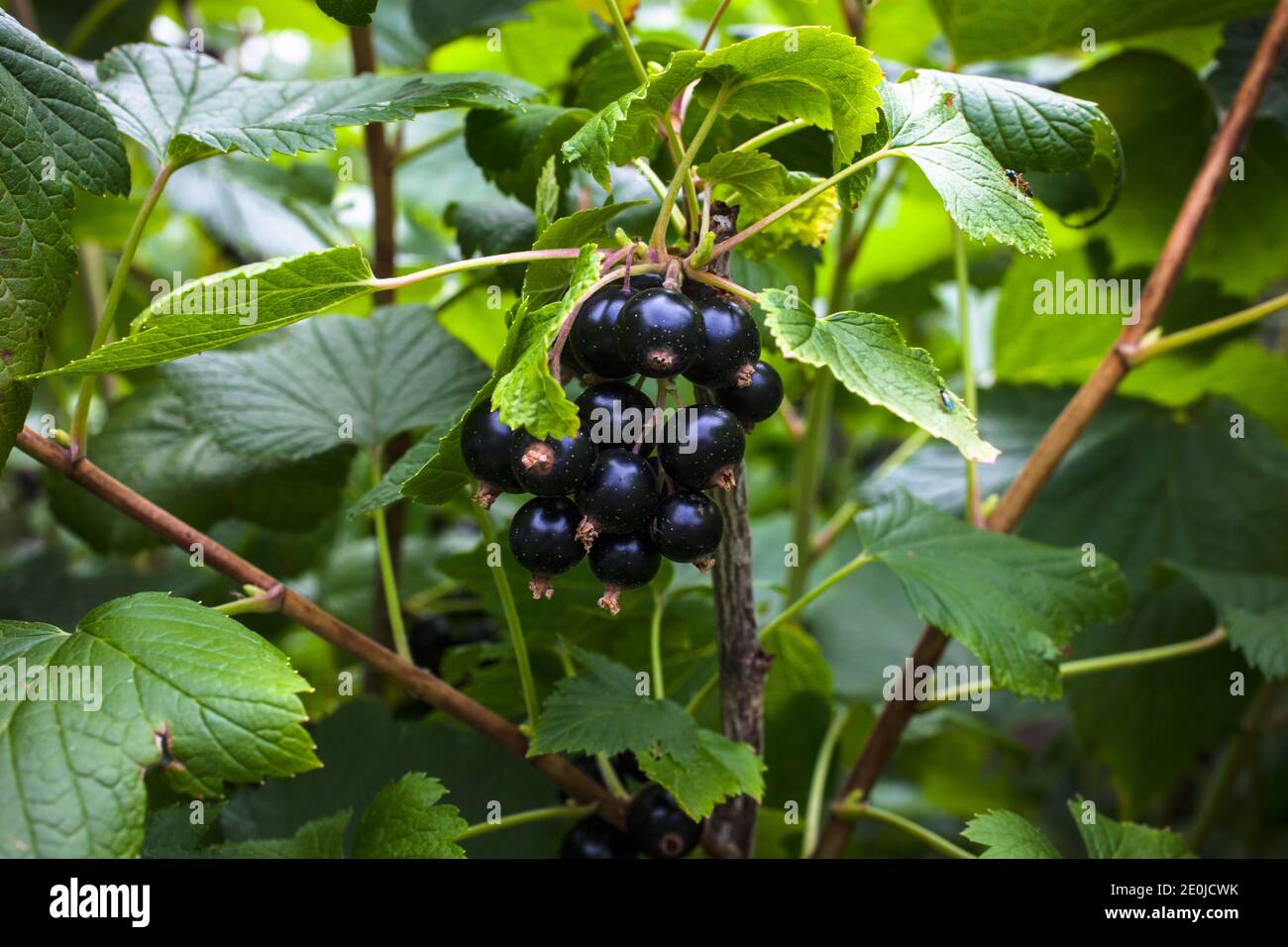 Mes produits biologiques maison-jardin. Cassis (Ribes nigurum). Banque D'Images