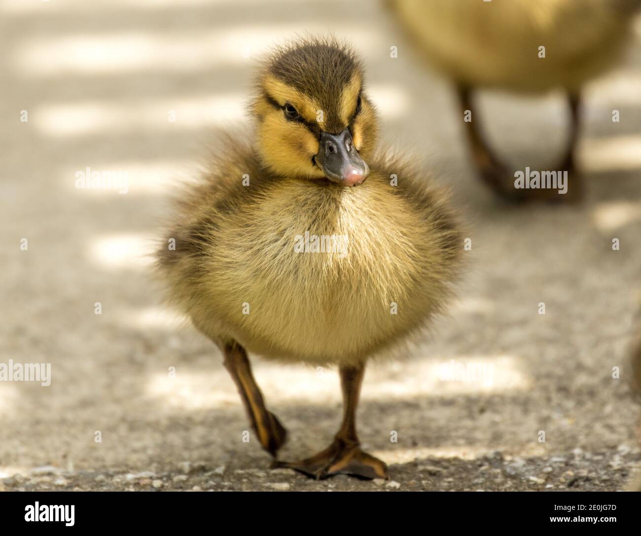 Adorable Bebe Canard Colvert Photo Stock Alamy
