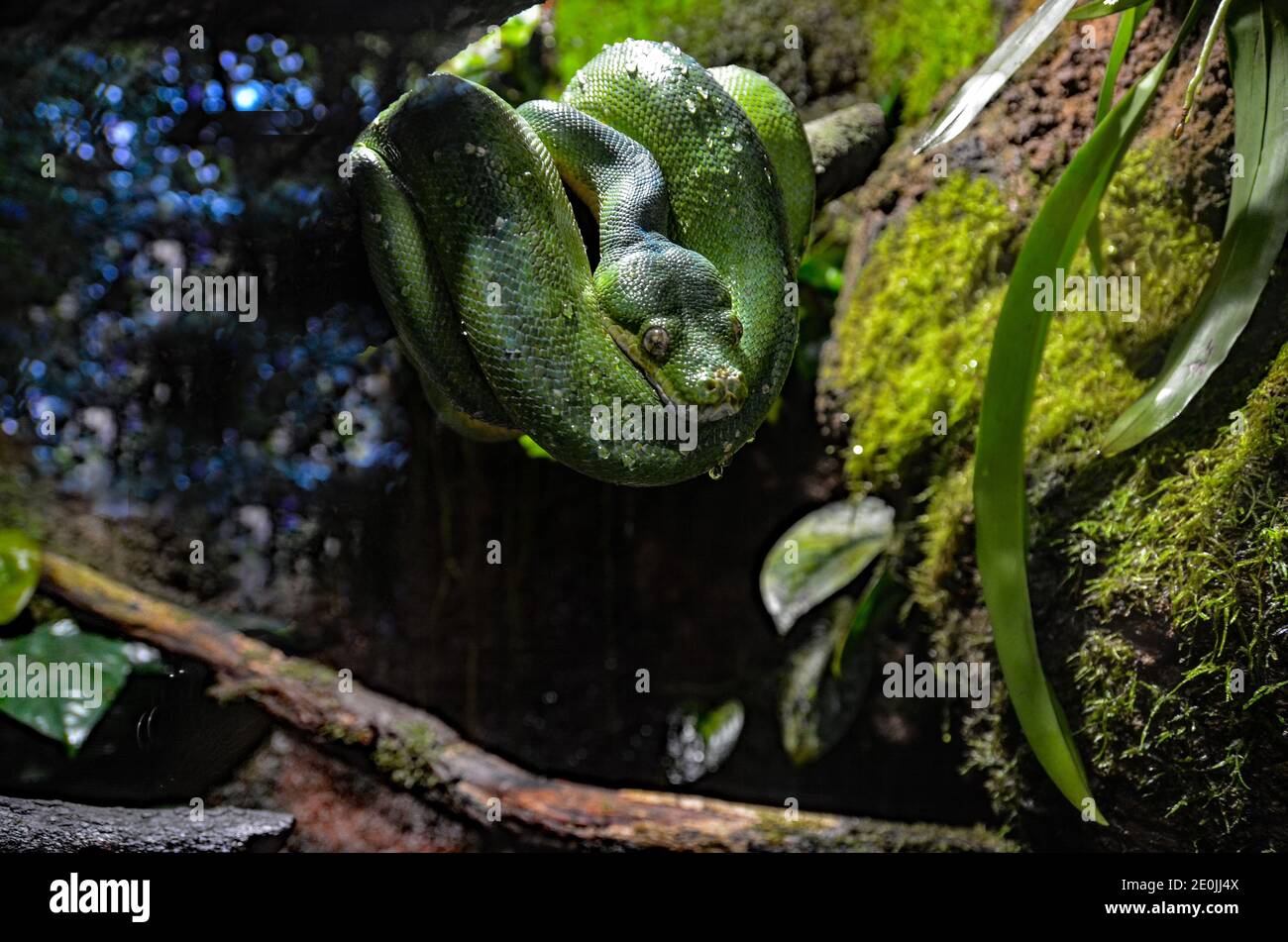 grand serpent vert toxique convolute sur un tronc d'arbre à l'extérieur par temps pluvieux Banque D'Images