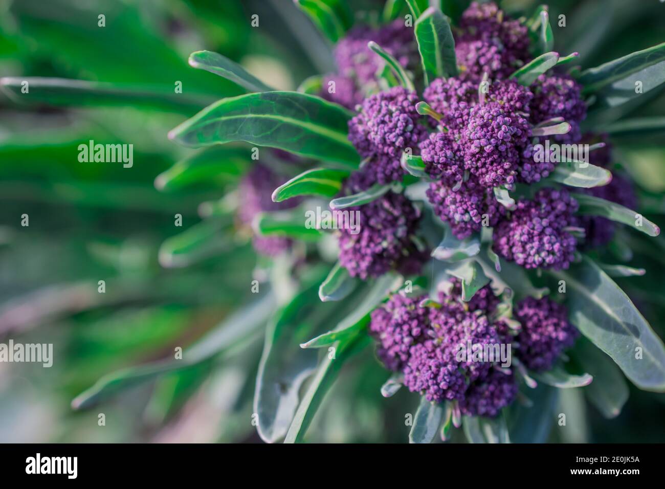 brocoli vert croissant dans le jardin Banque D'Images