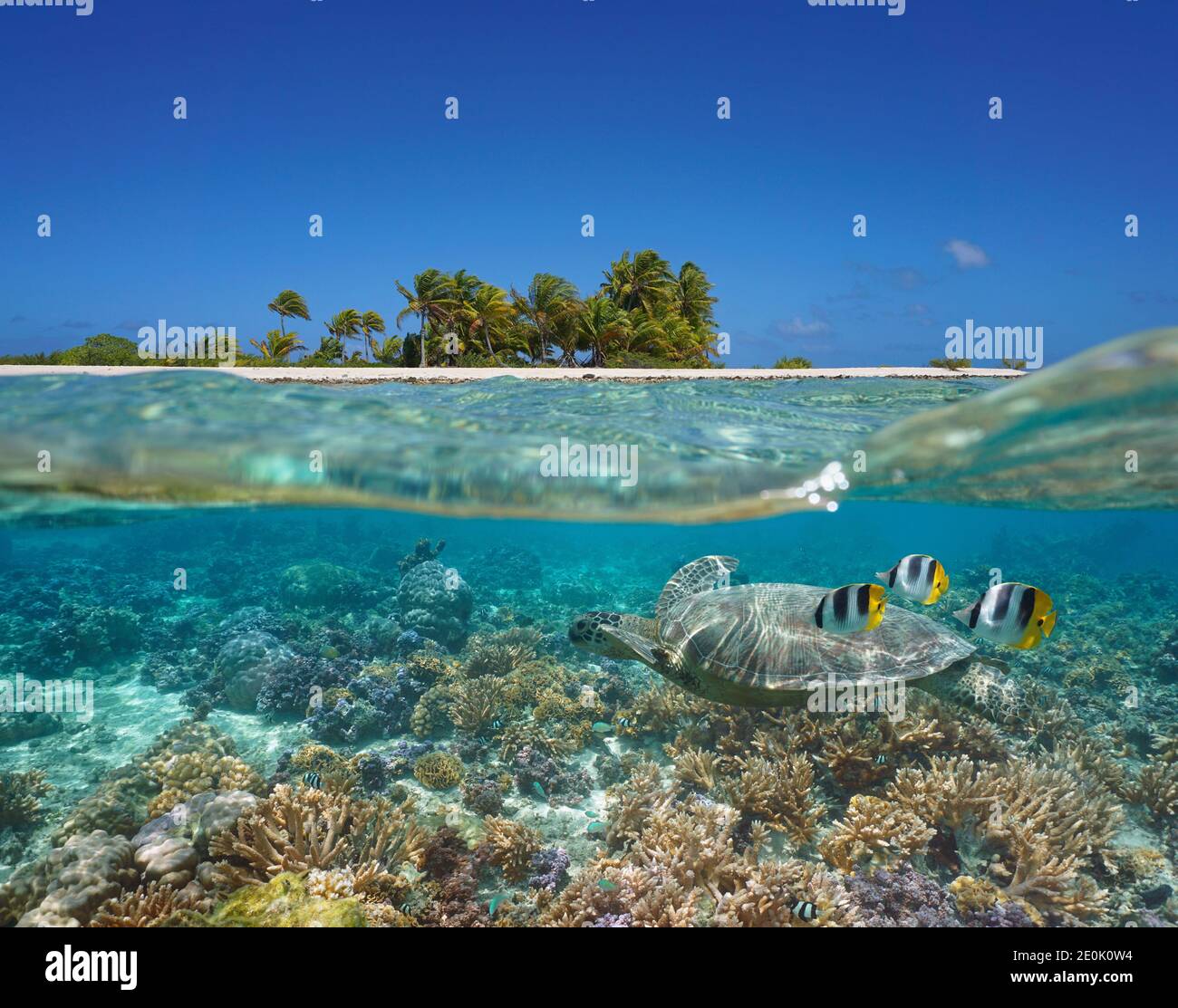 Paysage marin tropical sur et sous l'eau, littoral insulaire et récif de corail avec tortue et poissons sous l'eau, océan Pacifique, Polynésie française, Océanie Banque D'Images