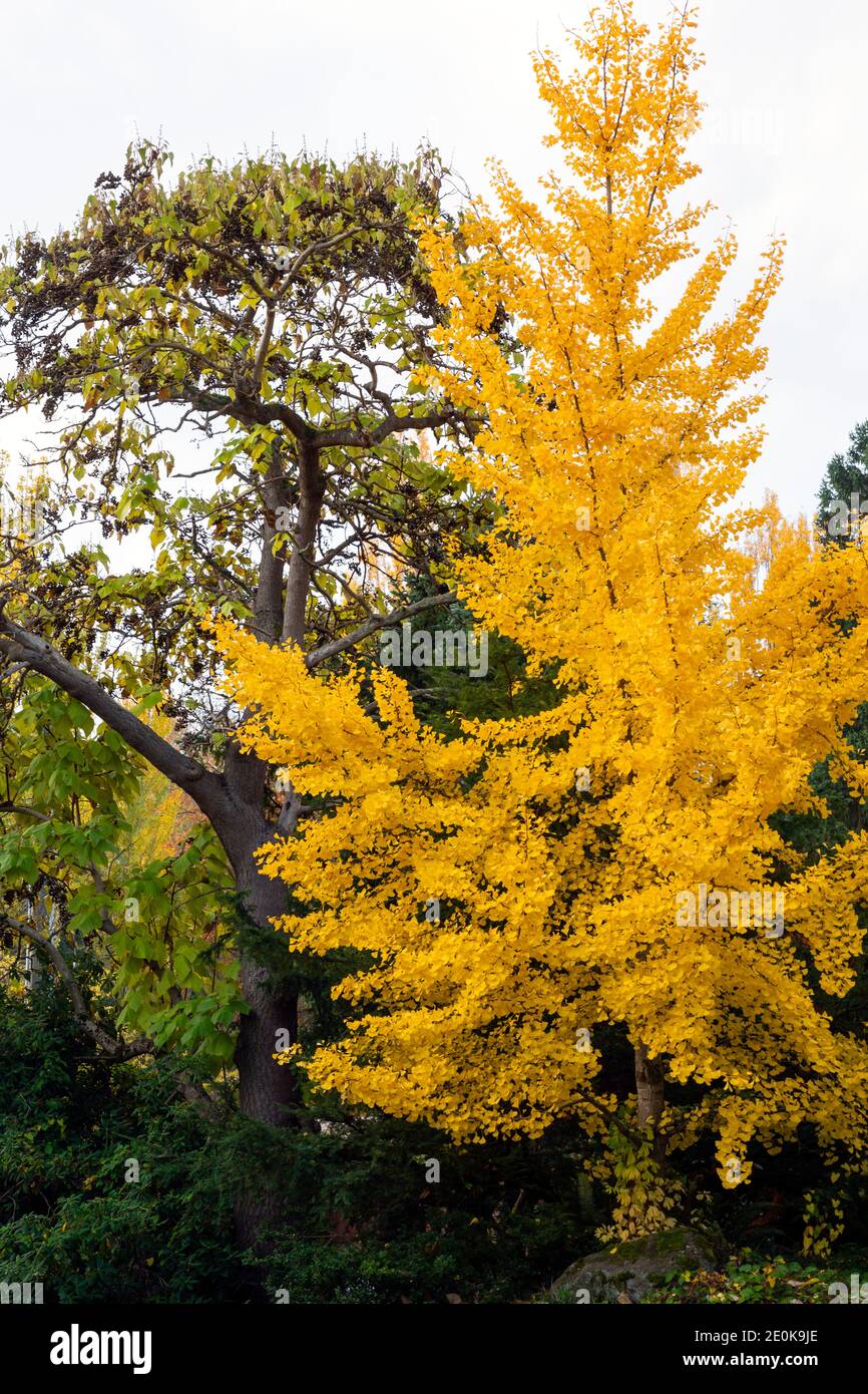 WA18935-00...WASHINGTON - UN arbre ginko dans un feuillage d'automne lumineux à Kabota Garden, un parc de la ville de Seattle. Banque D'Images