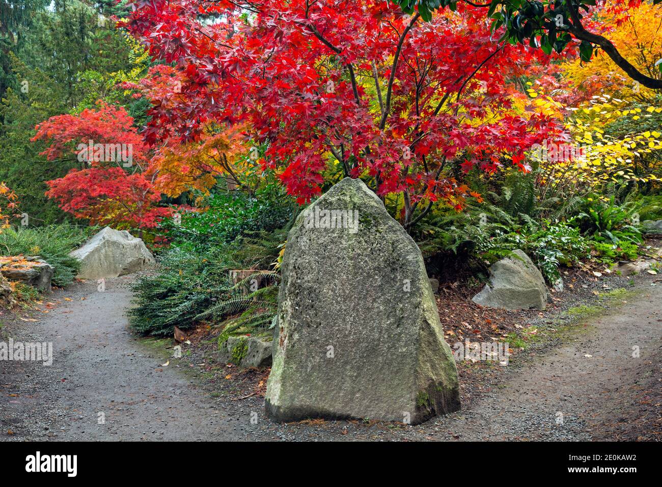 WA18943-00...WASHINGTON - chemin divisé passant par des érables brillants dans les couleurs d'automne au jardin Kubota à Seattle. Banque D'Images