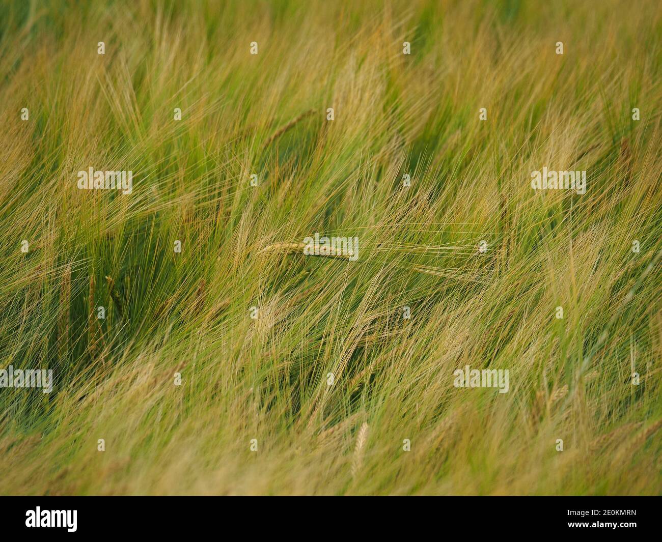 Têtes et lames de semis vert et or d'une culture cultivable d'orge (Hordeum vulgare) dans un champ de céréales à Cumbria, Angleterre, Royaume-Uni Banque D'Images