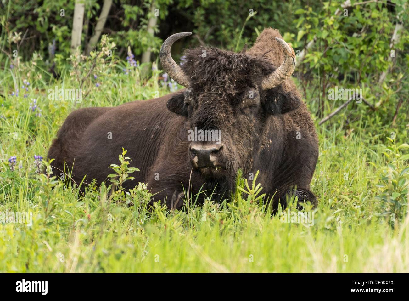 Le troupeau de bisons des bois d'Aishihik se trouve le long de la route de l'Alaska, au sud de Watson Lake, au Yukon, au Canada. Banque D'Images