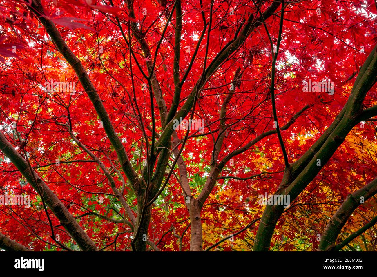 WA18963-00...WASHINGTON - feuilles colorées trouvées lors d'une promenade automnale dans Kubota Garden, un parc de la ville de Seattle. Banque D'Images