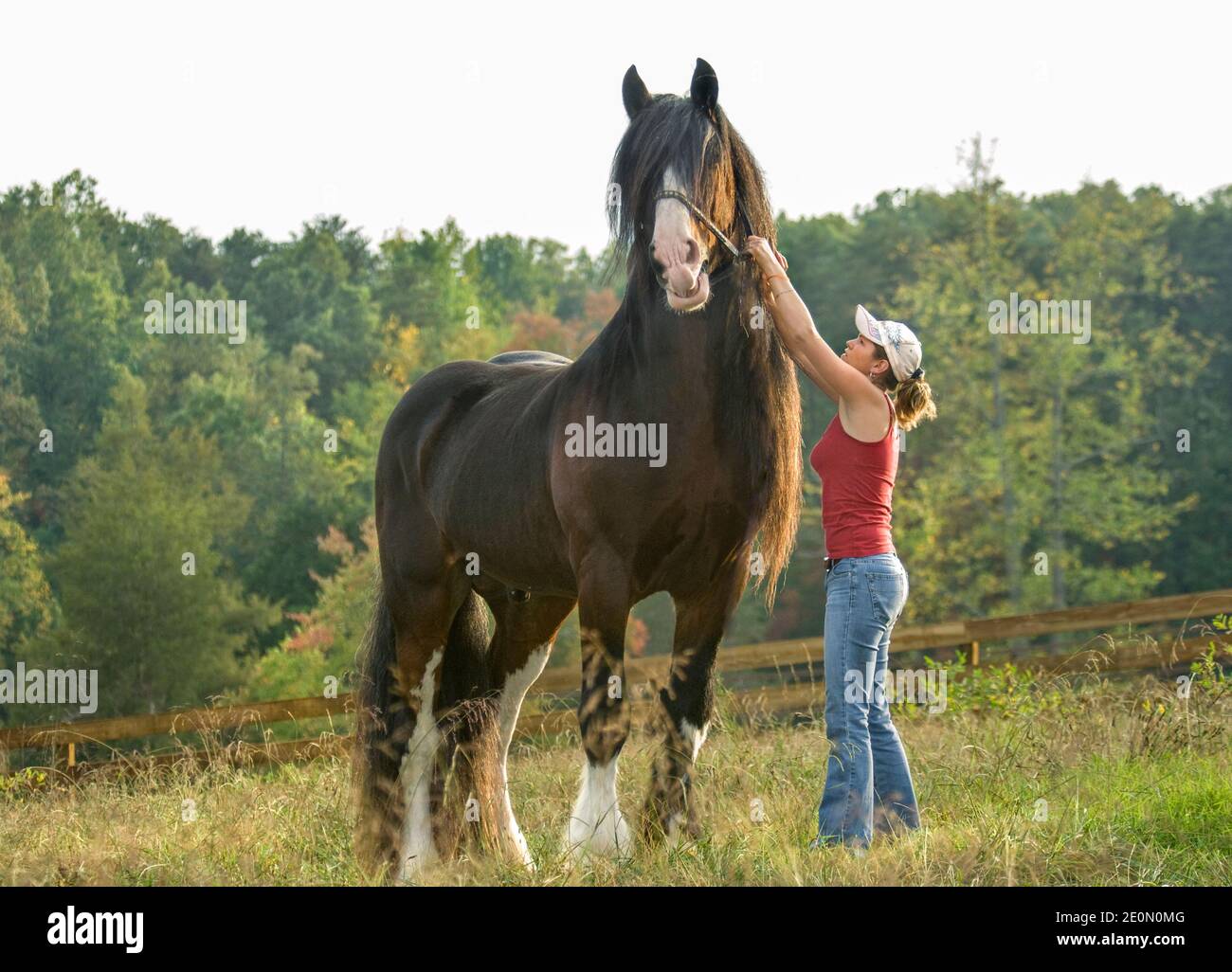 Jeune femme enlever le bridle de 16 main Shire Draft cheval étalon Banque D'Images