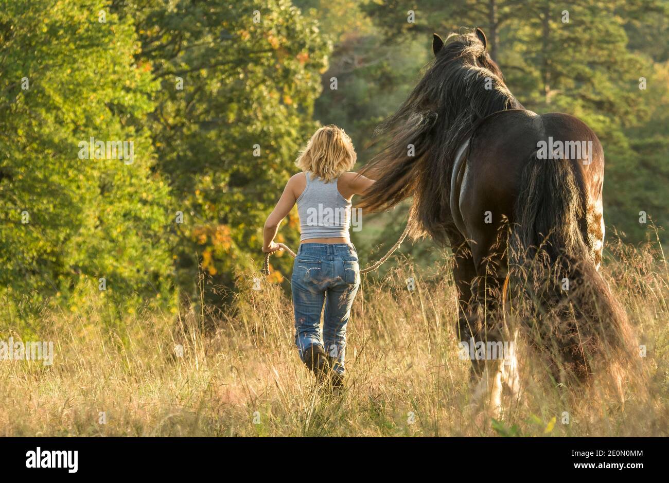 Femme mène 16 main Shire tirant cheval à travers grand prairie Banque D'Images