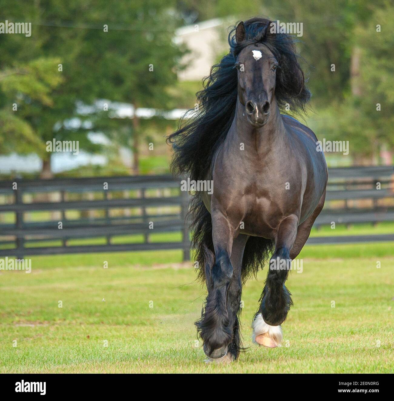 Gypsy Vanner Horse mare COURT VERS les États-Unis Banque D'Images