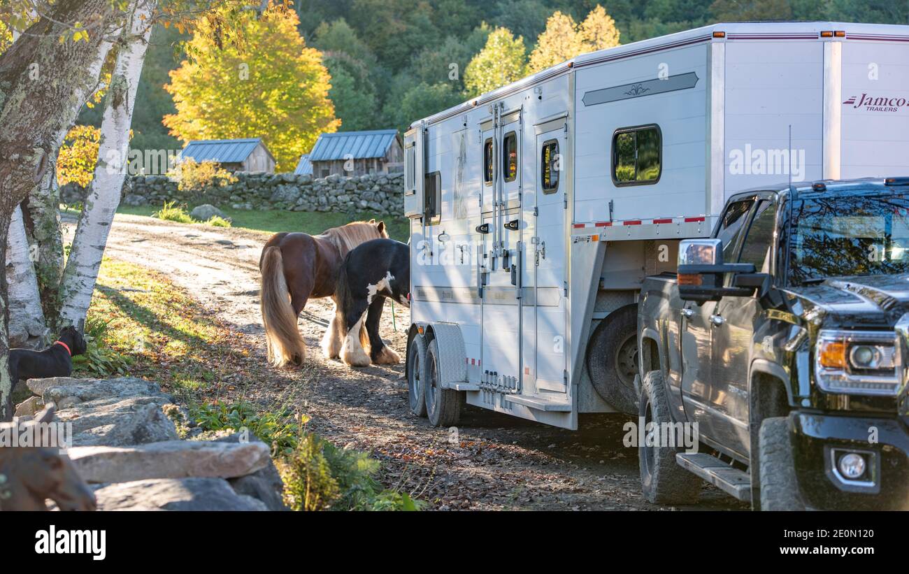 Les chevaux se chargent sur une remorque pour le transport Banque D'Images