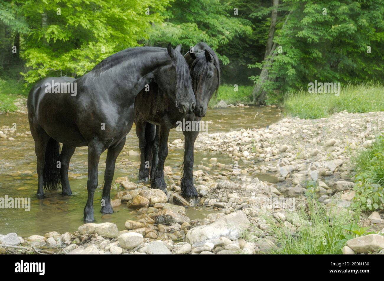 Paire de mares de cheval de Frise ensemble barboter dans un ruisseau peu profond Banque D'Images
