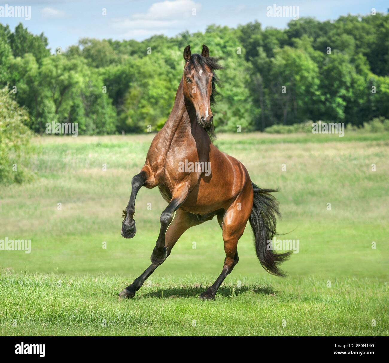 Étalon de cheval Morgan de 4 ans ouvert enclos Banque D'Images