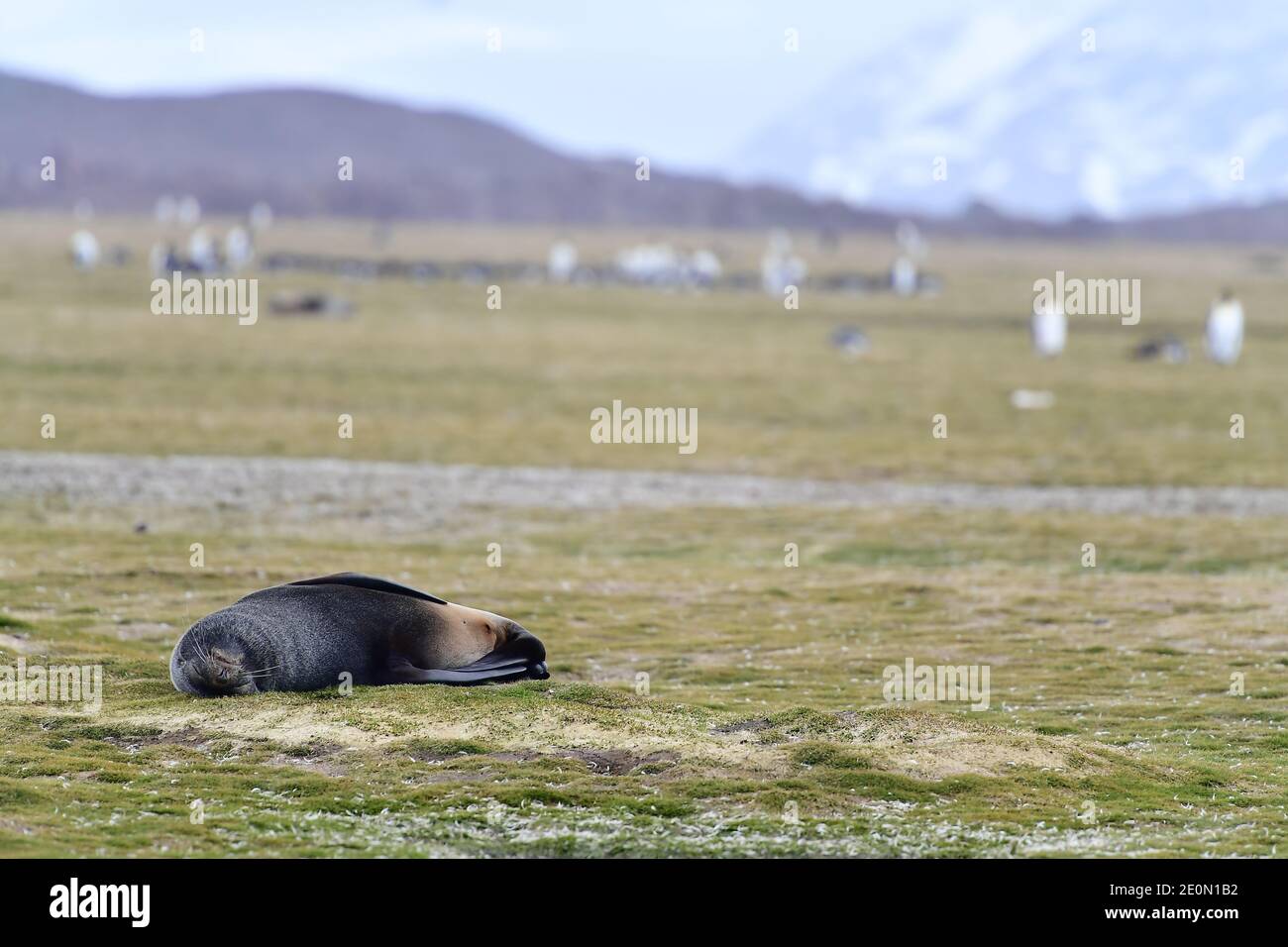 Phoque à fourrure de l'Antarctique (Arctocephalus gazella) dormant dans les plaines herbeuses de l'île de Géorgie du Sud, dans l'océan Atlantique Sud. Banque D'Images