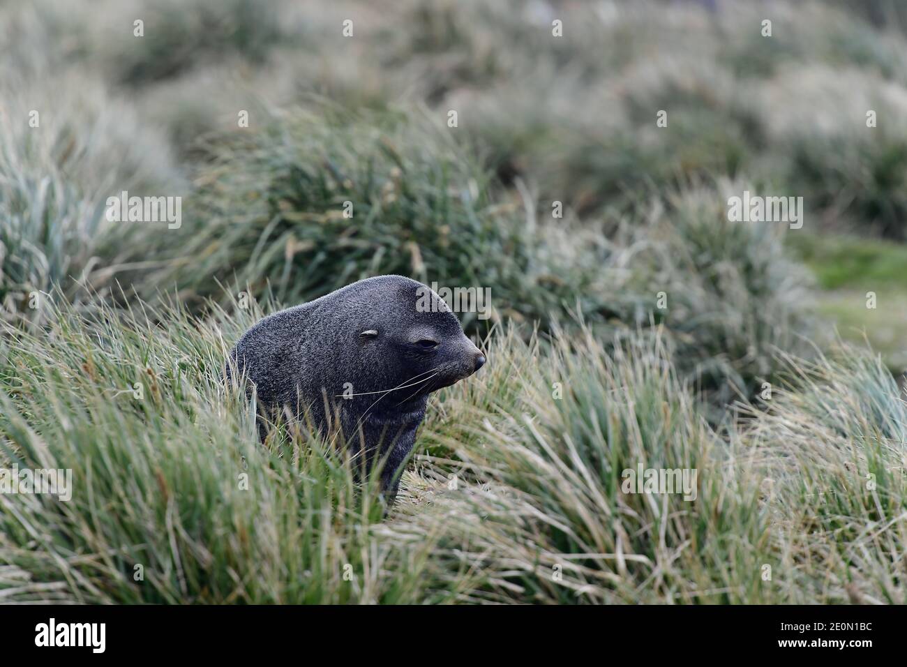 Phoque à fourrure de l'Antarctique (Arctocephalus gazella) entouré d'herbe de tussac (POA flabellata) sur l'île de Géorgie du Sud dans le sud de l'océan Atlantique. Banque D'Images