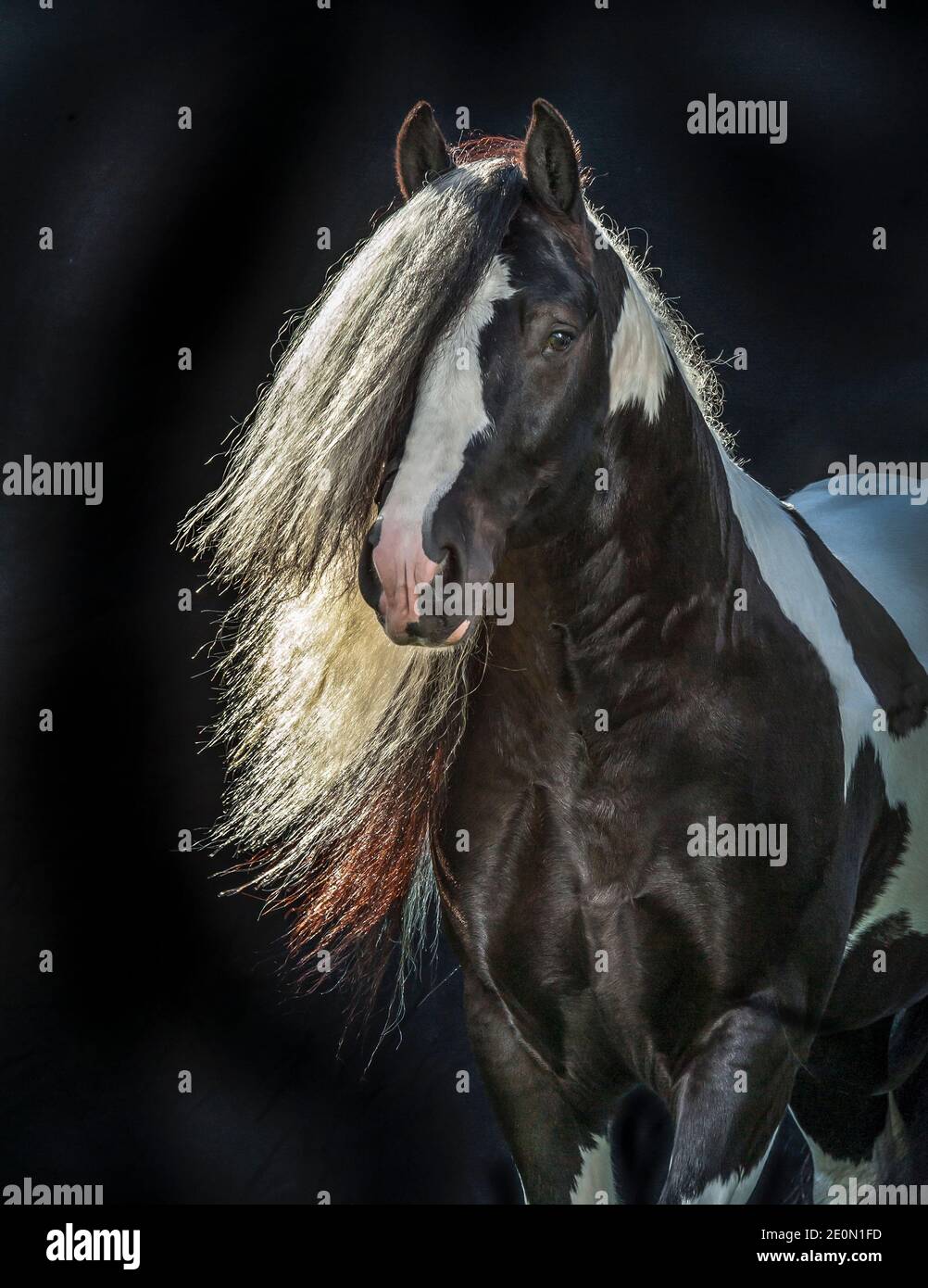 Gypsy Vanner Horse stallion « Razzmatazz » Banque D'Images