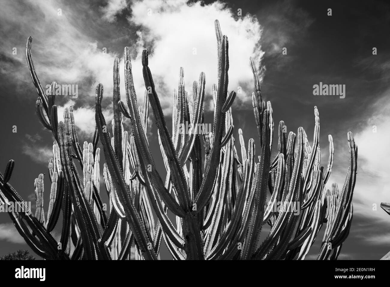 Grand jardin botanique vert candélabra cactus i n Auckland en monochrome. Banque D'Images