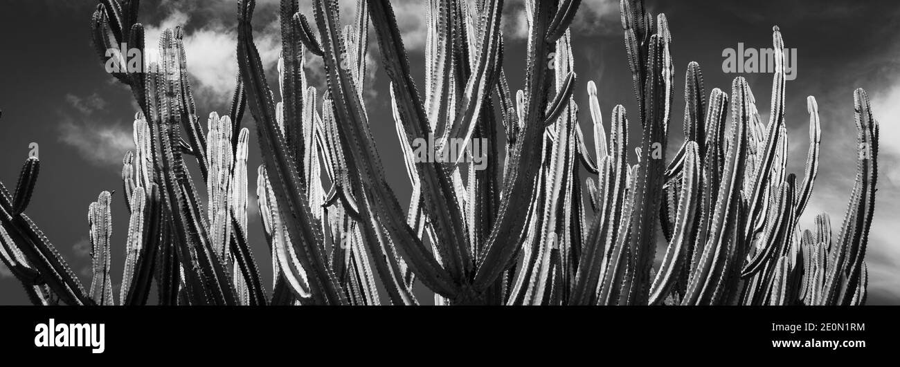 Grand jardin botanique vert candélabra cactus i n Auckland en monochrome. Banque D'Images