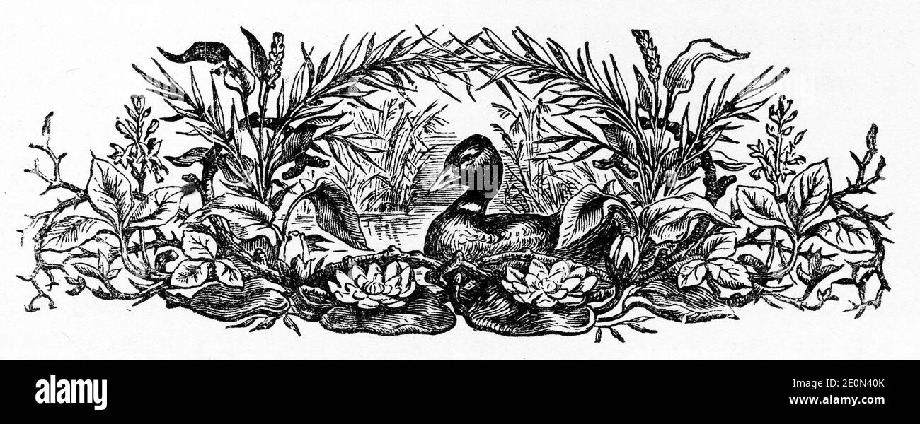 Gravure d'une bordure avec un canard contenté dans un étang, illustration vintage d'un livre publié dans les années 1890 Banque D'Images