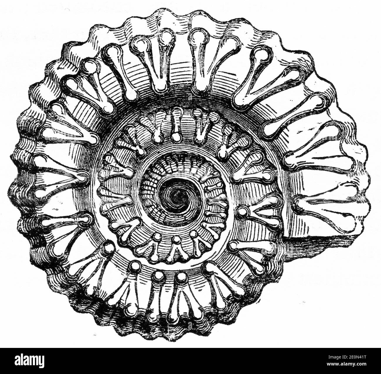 Gravure d une ammonite fossile Photo Stock Alamy