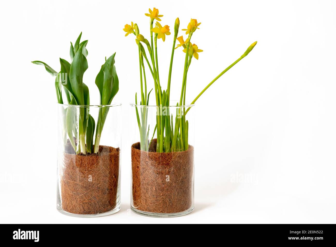 Jonquilles et tulipes poussant à l'intérieur dans un vase en verre isolé sur fond blanc Banque D'Images