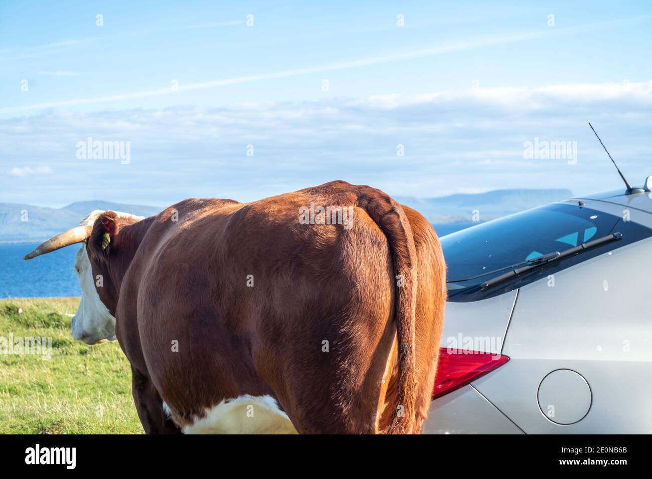 Vache à St Johns point dans le comté de Donegal - Irlande. Banque D'Images