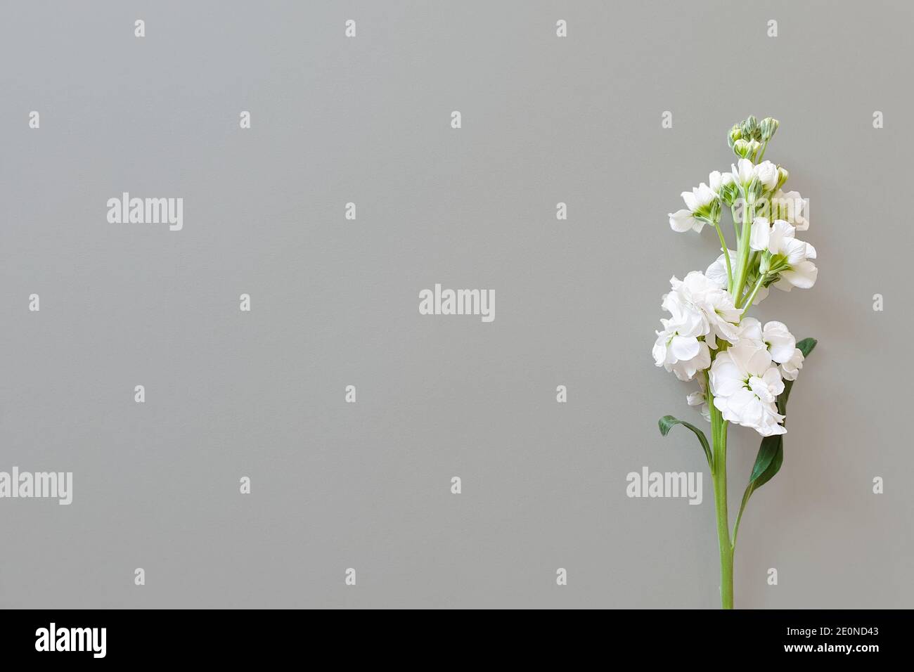 Fleur blanche avec une longue tige sur fond vert. Vue de dessus, plat  floral. Arrière-plan du produit de beauté. Placer pour le texte. Copier  l'espace Photo Stock - Alamy