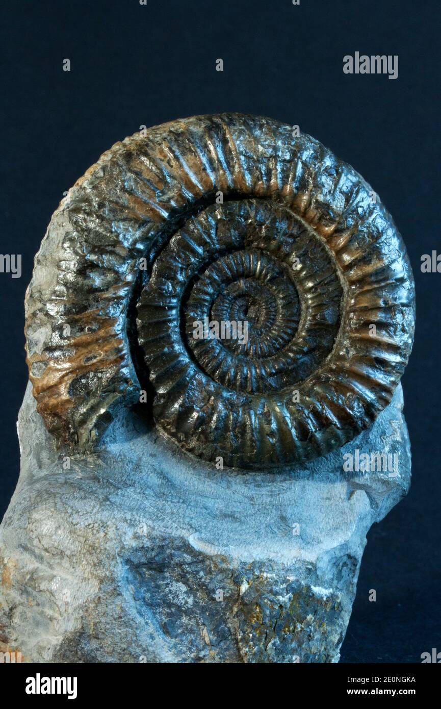 L'espèce de commune de Dactylioceras est l'une des plus Les Ammonites communs trouvés dans les mudstones jurassiques entre Whitby et Robin Hood's Bay Banque D'Images