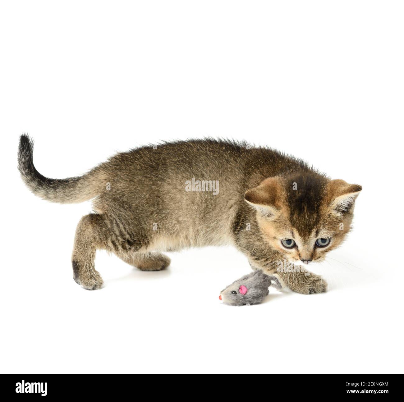 Mignon Chaton Ecossais Dore Chinchilla Race Droite Chat Jouant Sur Fond Blanc Photo Stock Alamy