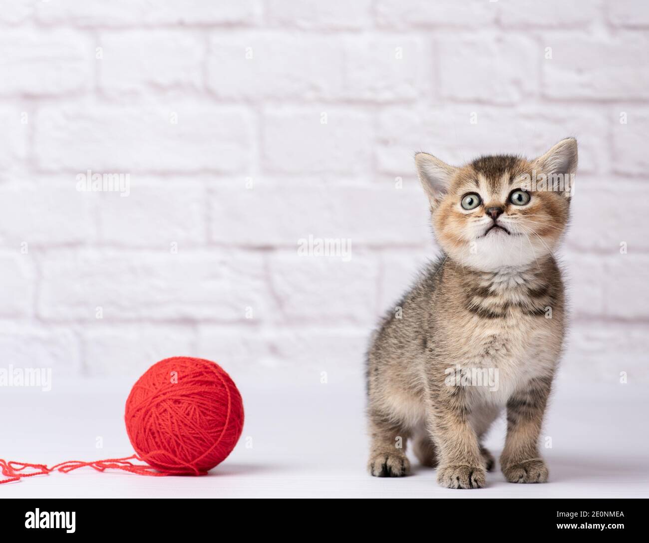 Mignon Chaton Ecossais Dore Chinchilla Race Droite Et Une Pelote De Laine Rouge De Fil Sur Un Fond Blanc Photo Stock Alamy