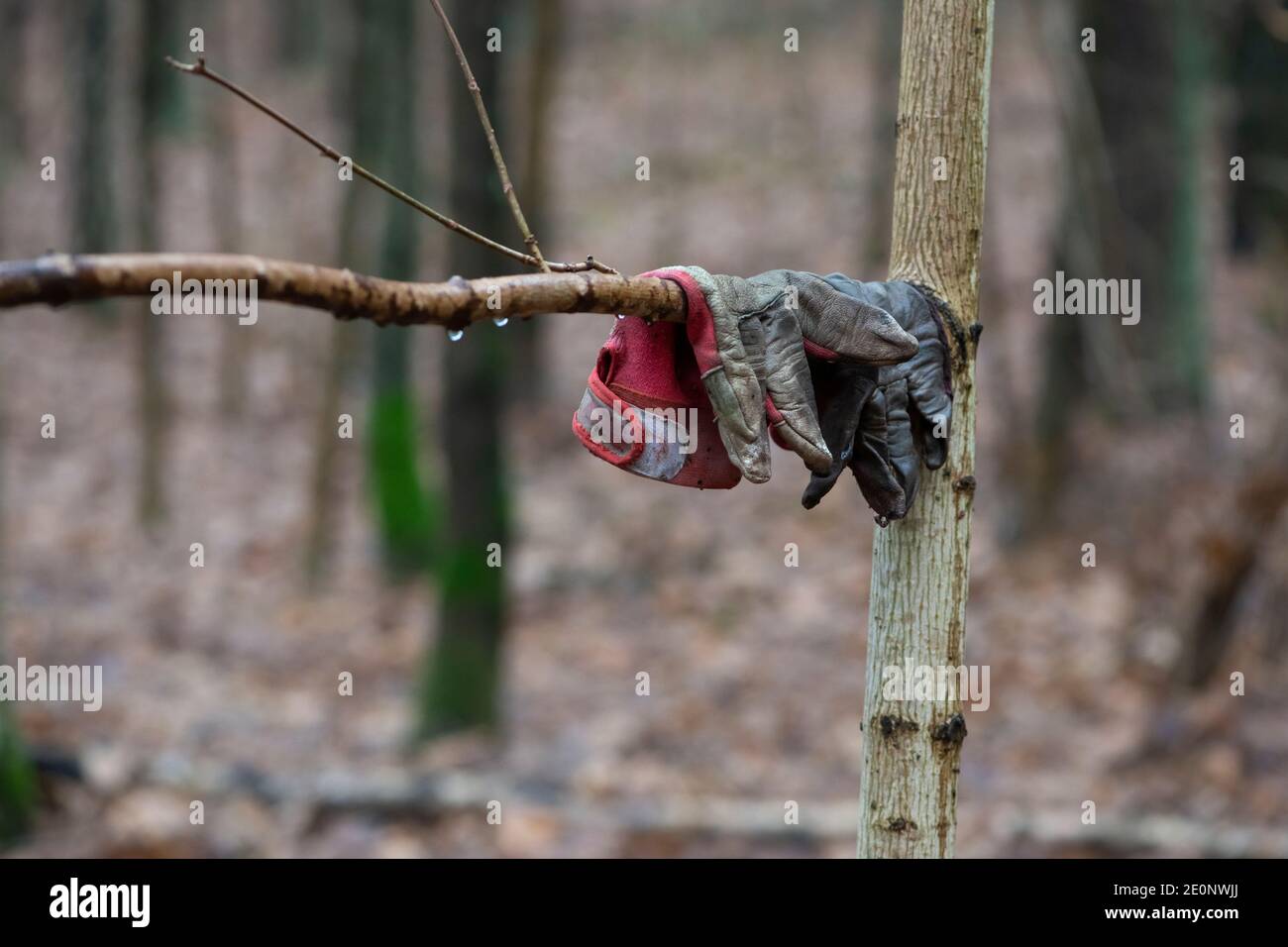 Vieux gants de travail sales laissés après le travail sur la branche d'arbre. Banque D'Images