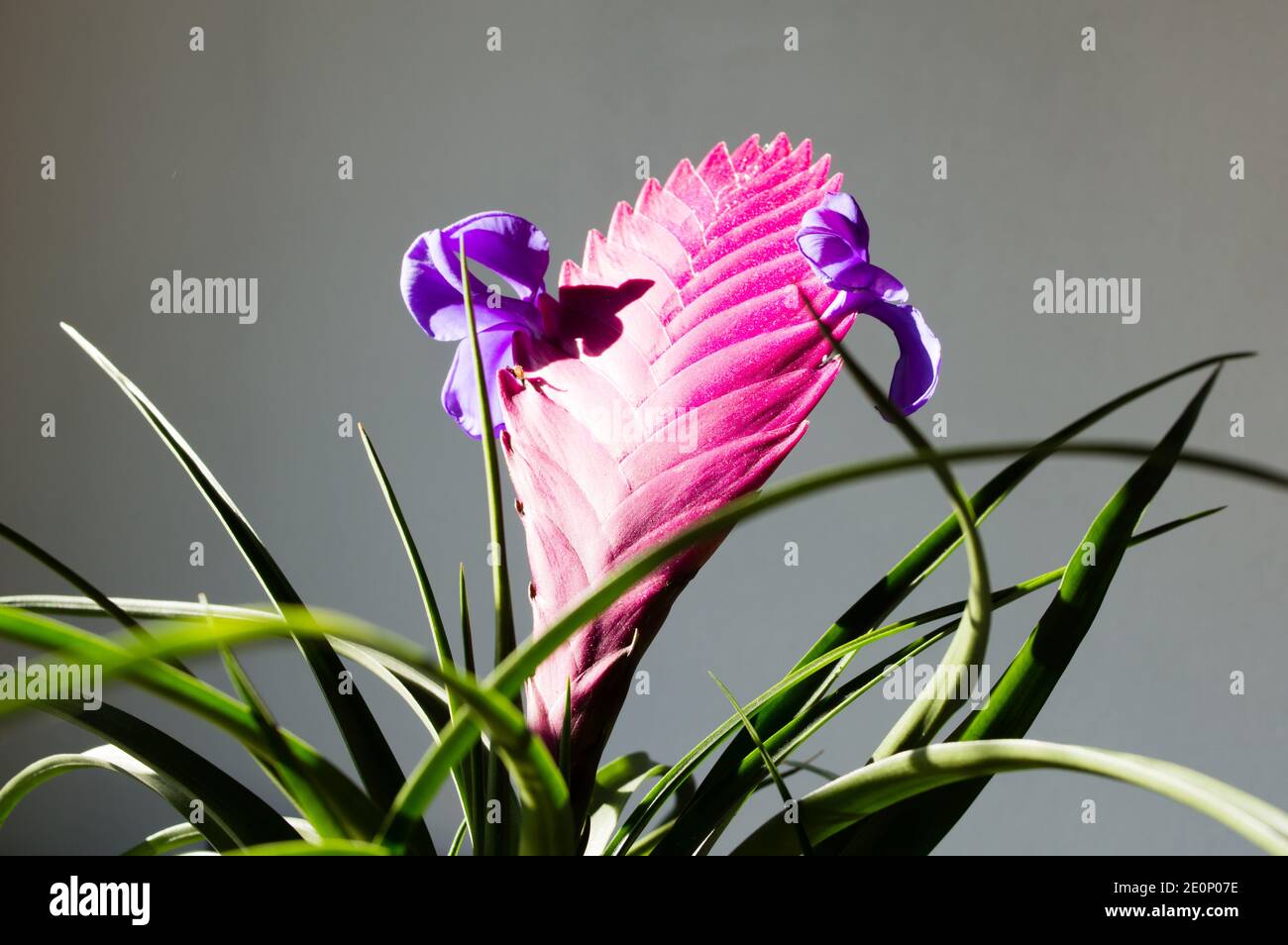 Plante de quill rose, Tillandsia Cyanea, plante succulente en pot avec des bractées roses qui