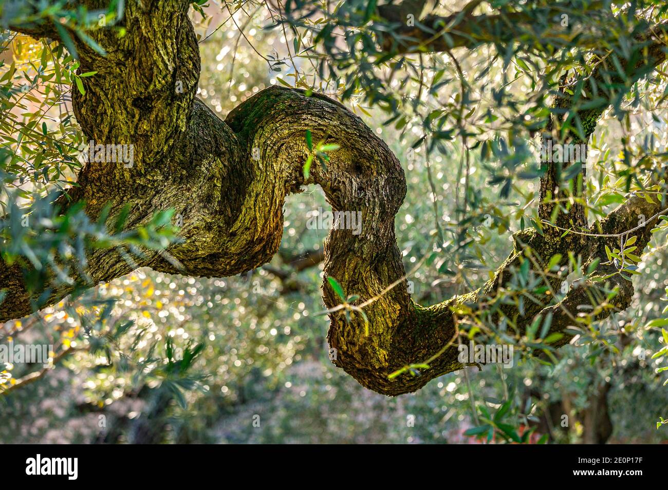 Branche d'un vieil olivier. Abruzzes, Italie, Europe Banque D'Images