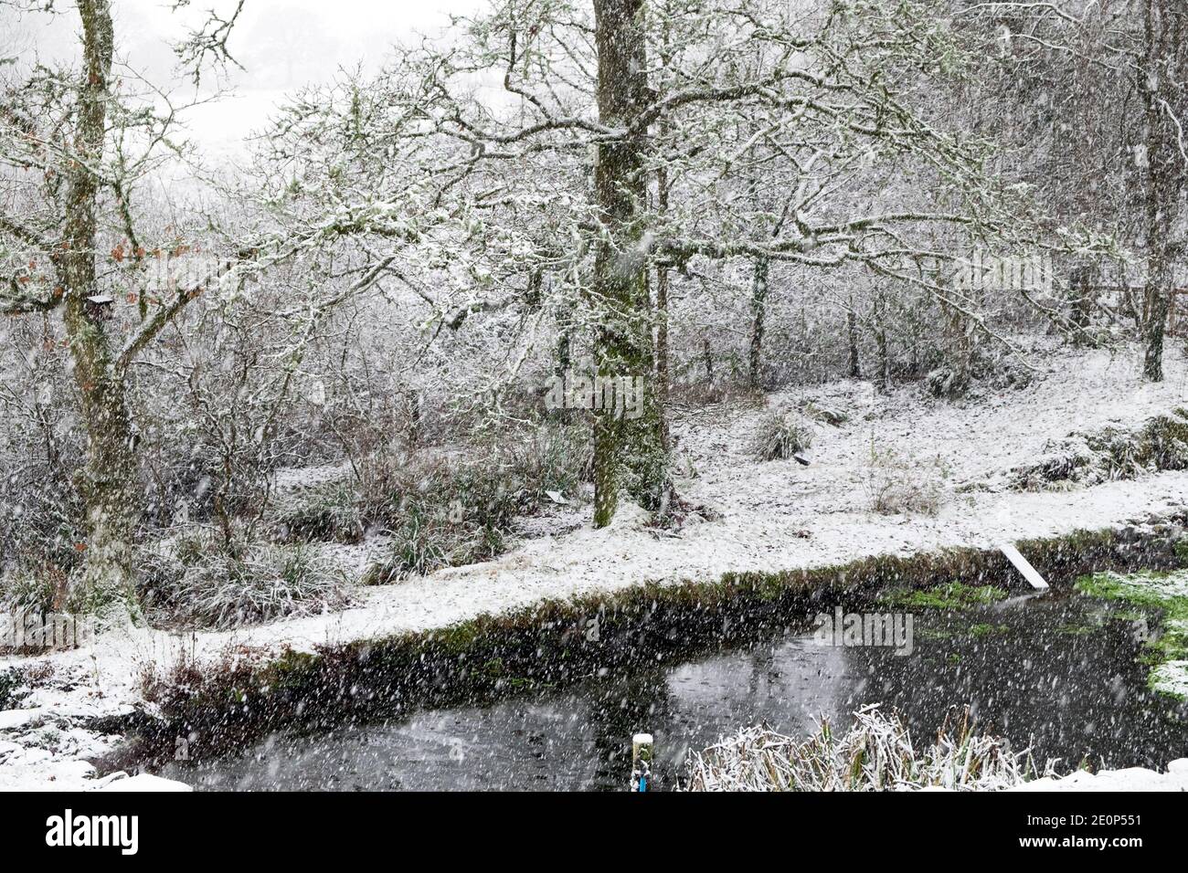 Vue sur les chutes de neige sur l'étang du jardin en hiver jardin paysage arbres décembre 2020 Carmarthenshire pays de Galles Royaume-Uni Grande-Bretagne KATHY DEWITT Banque D'Images