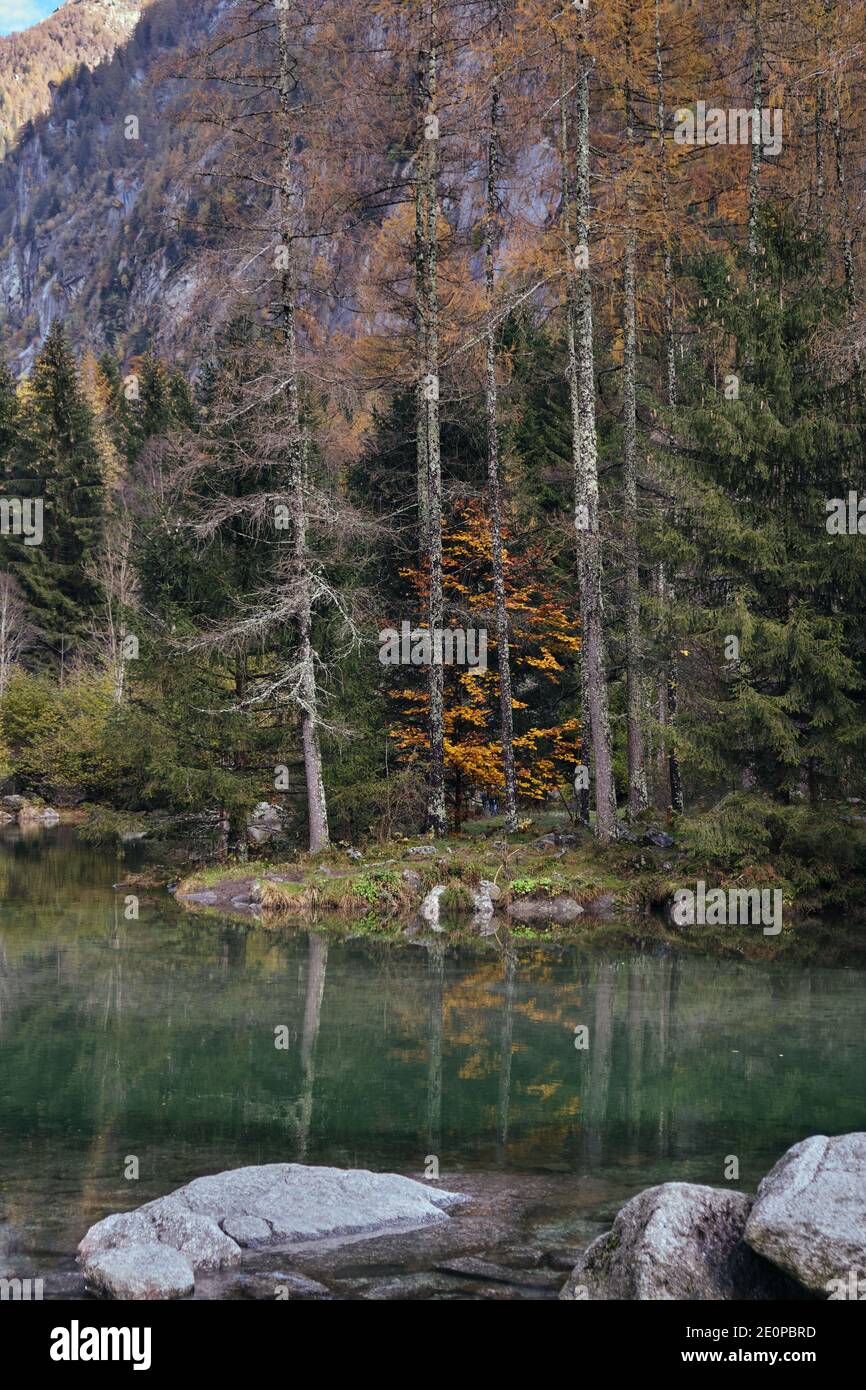 Feuillage d'automne dans le paysage de montagne Banque D'Images