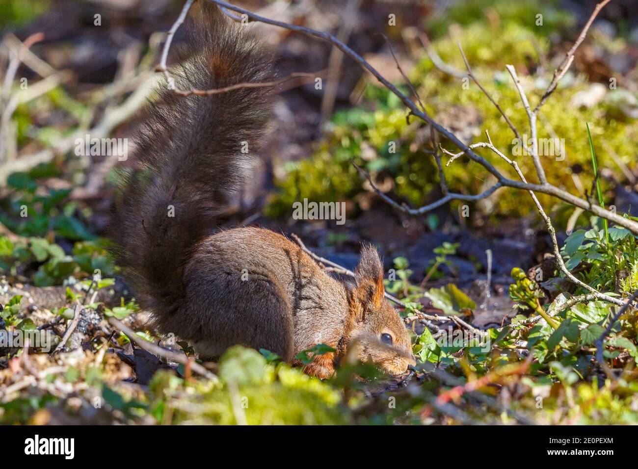 Écureuil dans le sol avec une grande queue de fourrure Banque D'Images