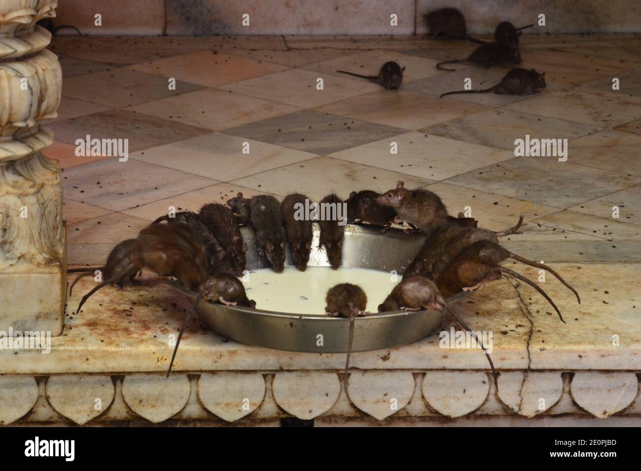 rats in grain banque d image et photos alamy