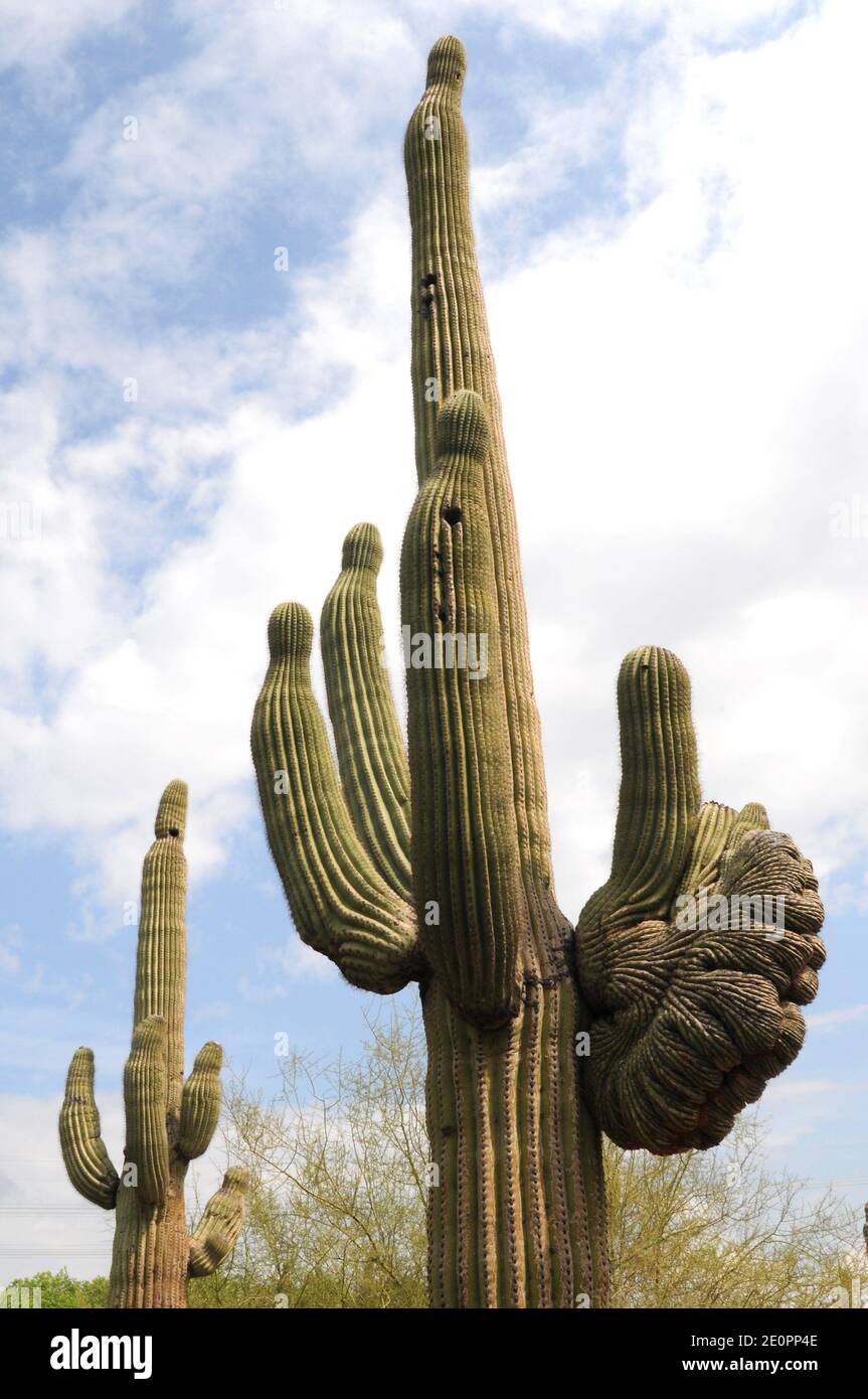Saguaro (Carnegiea gigantea) est une espèce de cactus arborescente originaire de l'Arizona et de la Californie (USA) et de Sonora (Mexique). Banque D'Images