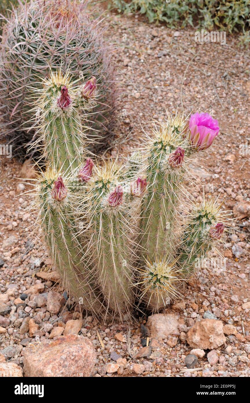 Le cactus de hérisson d'Engelmann (Echinocereus engelmannii) est un cactus  originaire du sud-ouest des États-Unis et du nord-ouest du Mexique Photo  Stock - Alamy