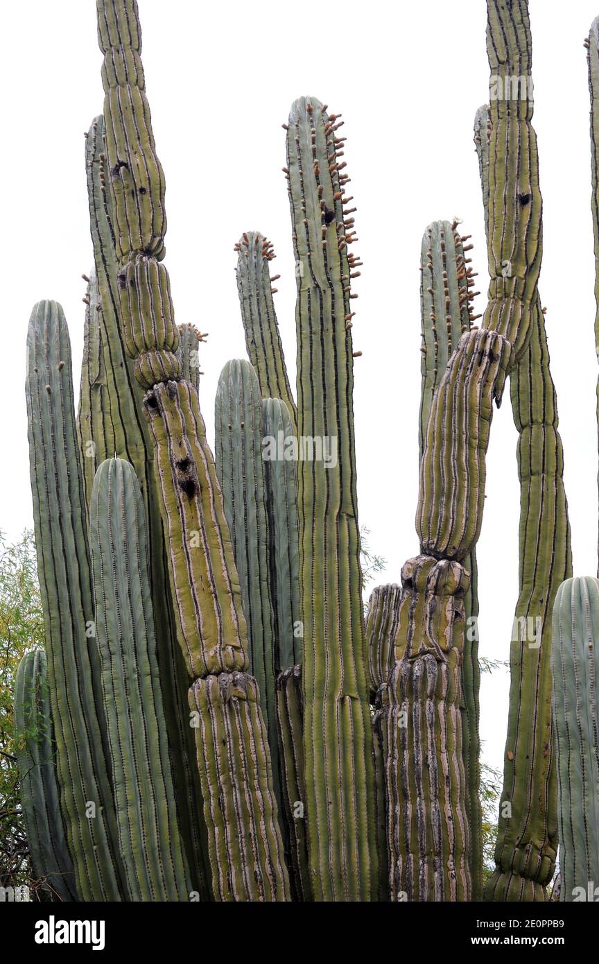Cactus éléphant Banque de photographies et d'images à haute résolution -  Alamy