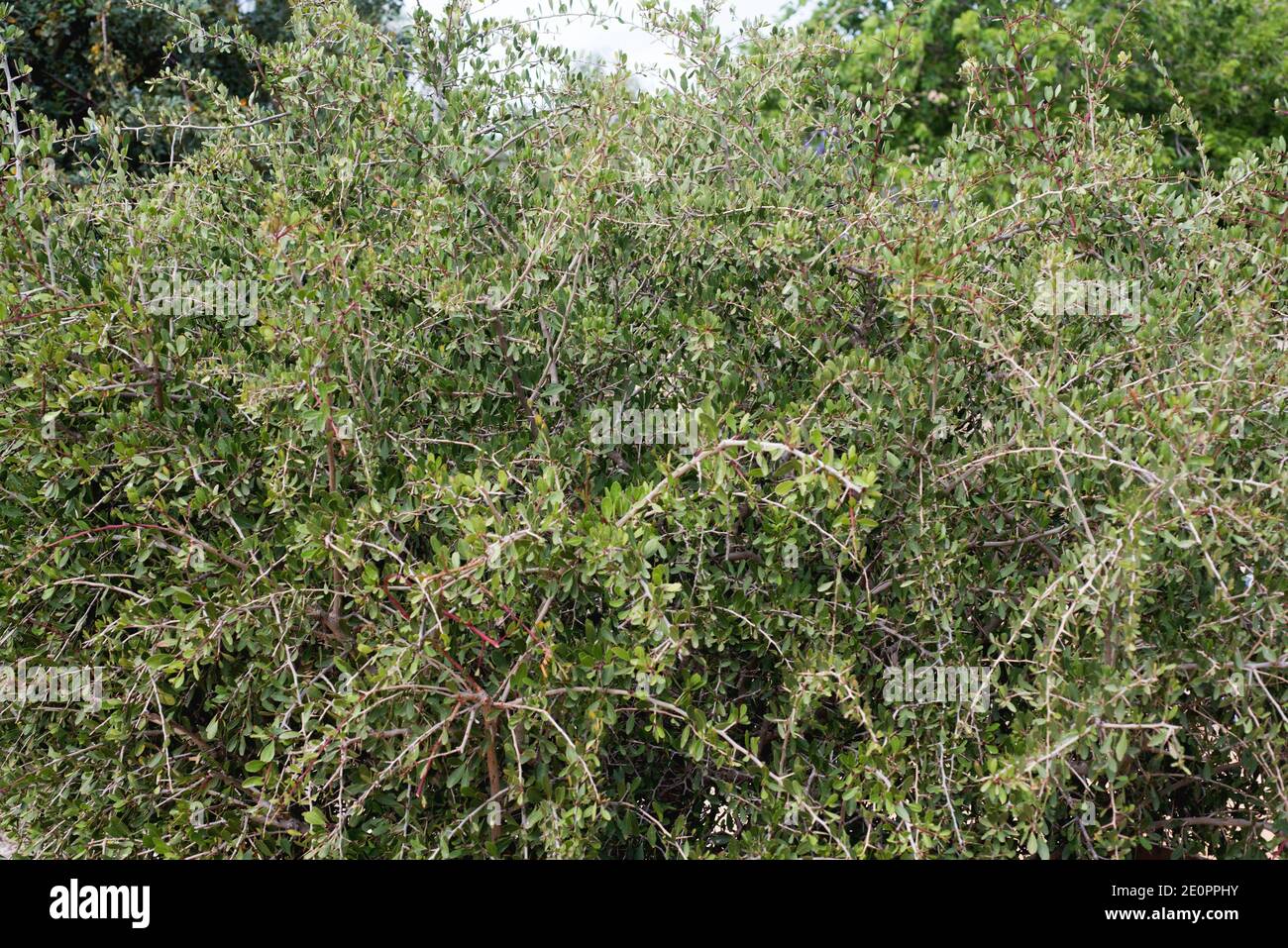 Maytenus senegalensis europaea est un buisson épineux endémique de la  péninsule ibérique et de l'Afrique du Nord. Cette photo a été prise dans le  parc naturel de Cabo de Gata Photo Stock -