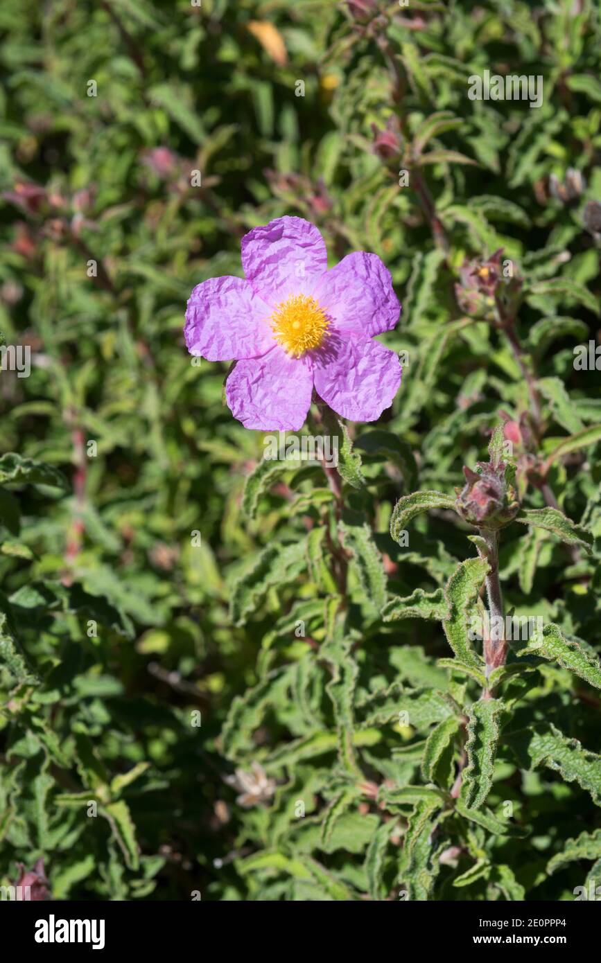 Le roc rose (Cistus creticus) est un arbuste originaire du bassin méditerranéen. Fleurs et feuilles. Banque D'Images