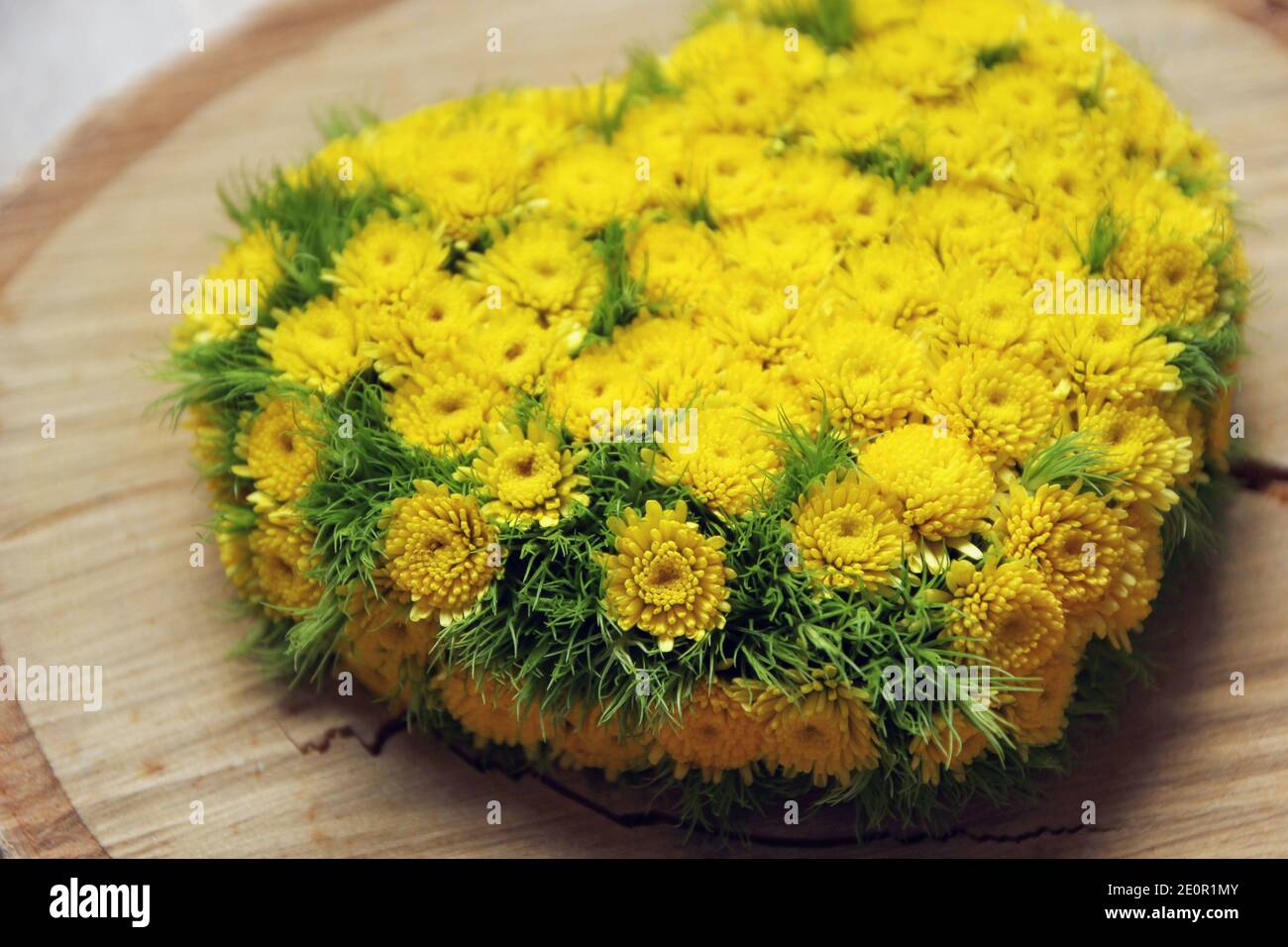 Coeur de fleur jaune sur tranche de bois. puma jaune chrysanthème. Banque D'Images
