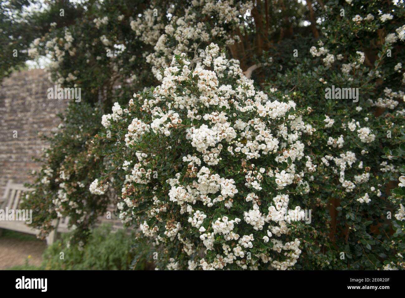 Fleurs blanches de la fin de l'été sur le myrte chilien ou le Temu Tree (Luma apiculata) croissant dans un jardin de campagne dans le West Sussex rural, Angleterre, Royaume-Uni Banque D'Images