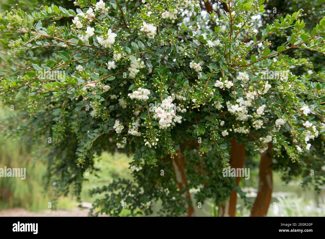 Fleurs blanches de la fin de l'été sur le myrte chilien ou l'arbre Temu (Luma apiculata) croissant dans un jardin de campagne de Cottage dans le Devon rural, Angleterre, Royaume-Uni Banque D'Images