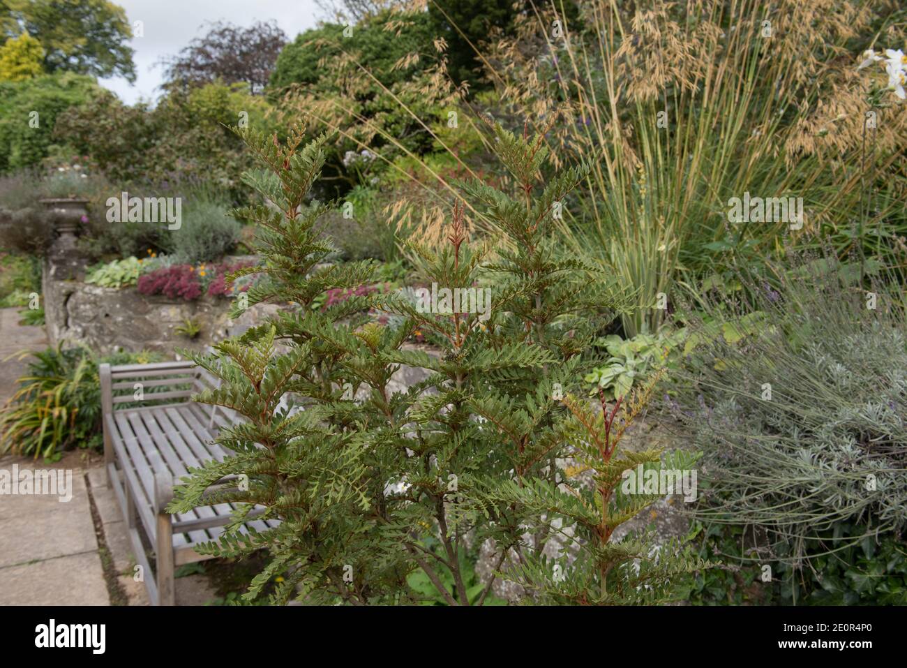 Feuillage d'été d'un petit arbre de Fuinque d'Evergreen (Lomatia ferruginea) en pleine croissance dans un jardin du Devon rural, Angleterre, Royaume-Uni Banque D'Images