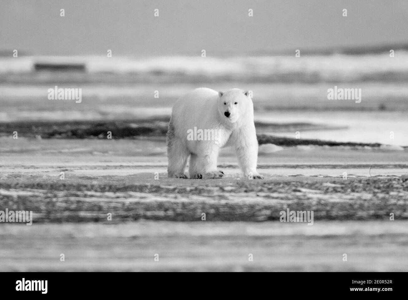 Ours polaire (Ursus maritimus) dans le cercle arctique de Kaktovik, en Alaska Banque D'Images