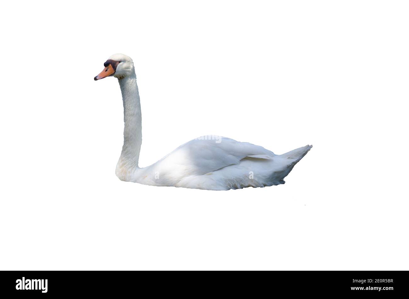 White Swan, isolé sur fond blanc Banque D'Images