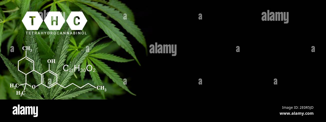 THC, tétrahydrocannabinol cannabis marijuana plan sur fond noir avec formule THC Banque D'Images