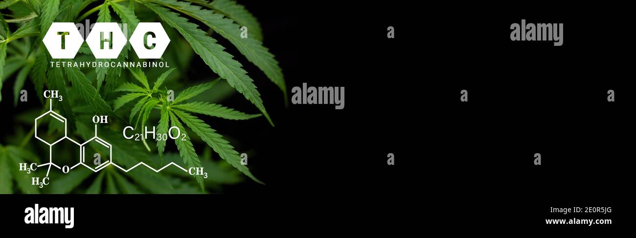 THC, tétrahydrocannabinol cannabis marijuana plan sur fond noir avec formule THC Banque D'Images