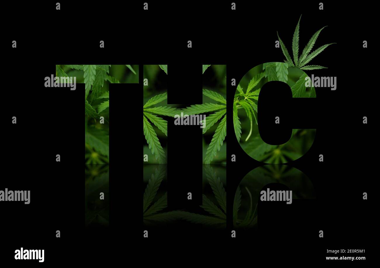 THC, tétrahydrocannabinol illustration concept, titre avec inlay cannabis Sativa feuilles - marijuana Banque D'Images